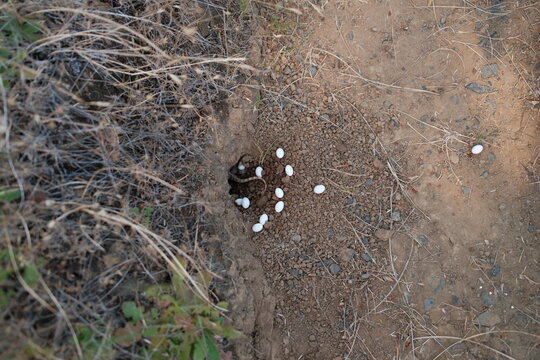 Turtle Eggs Laid in a Nest on Sandy Ground Near a Path