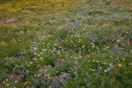 Wildflowers Bloom in a Meadow During Spring Season