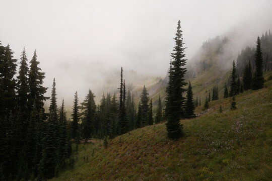 Fog Covers Forest at Mountain Area in Early Morning