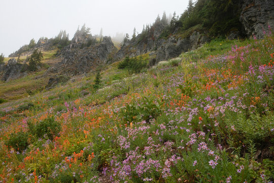 Bright Wildflowers Cover the Hillside With Various Colors
