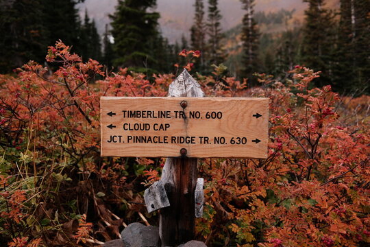 Signs Point to Trails in a Forest During Autumn