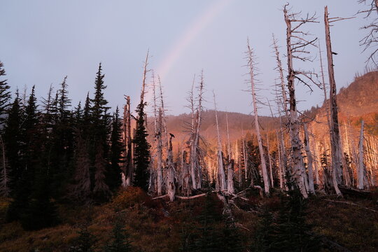 Forest With Dead Trees and a Rainbow After Sunset