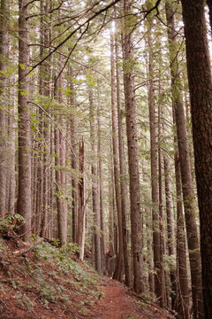 Tall Trees Line a Narrow Trail in a Forest During Daylight Hours