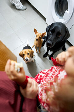 Three hungry dogs begging for food in kitchen