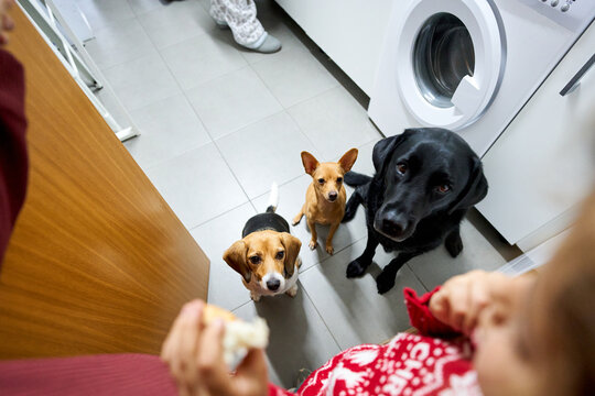 Three hungry dogs begging for food at home