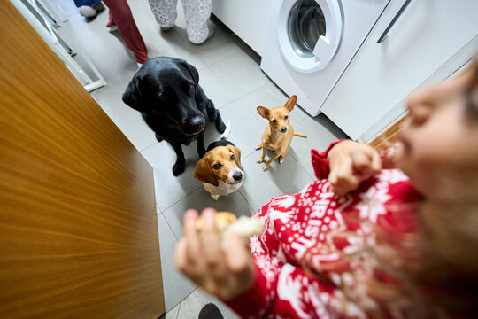 Dogs begging for food from a person wearing Christmas sweater