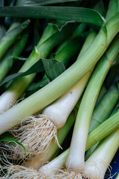 Fresh leeks with roots and green tops