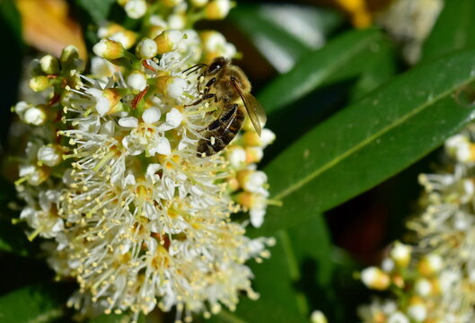 Biene an einer Kirschlorbeerbl&uuml;te