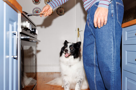 Hungry dog