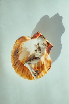 Figure rests in a seashell on a plain background in soft light