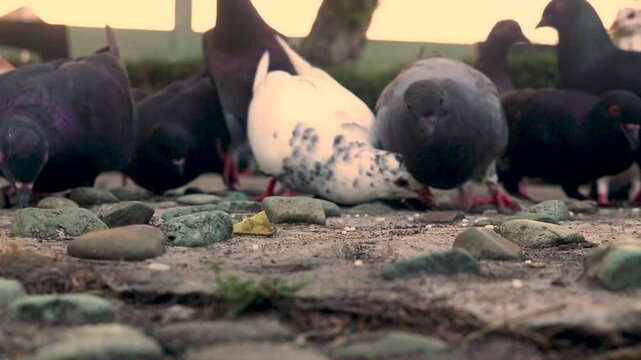 A flock of purebred pigeons in the park is eating rice. Brown and black pigeons are feeding on the ground. Garden pigeons