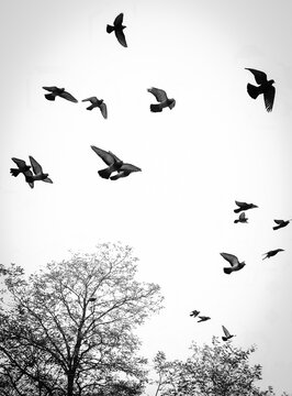 Pigeons  taking of in a park