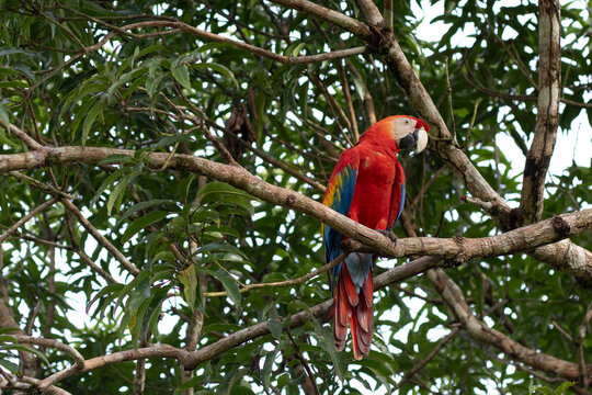Tricolored macaw perched in a tree
