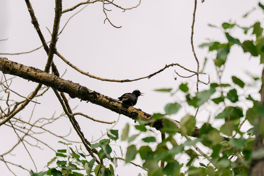 Starling in the middle of the bird song perching on the tree 