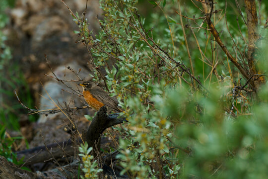 American robin sitting on the branch 