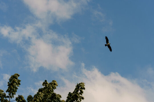 Osprey glides across bright blue sky in summer 