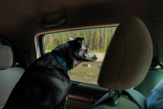 Dog looking through the window of the car during road trip 