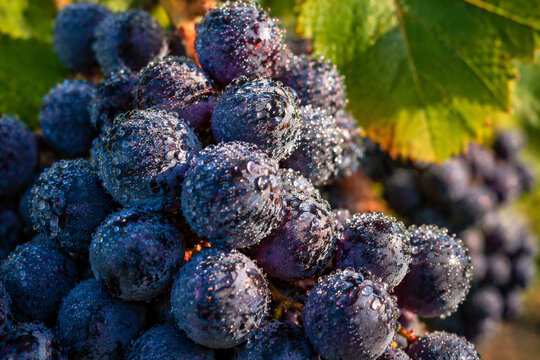 Vinhedo com cachos de uvas maduras e fileiras de parreiras na paisagem rural