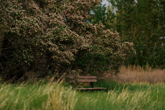 Secluded bench under the bush with delicate pink blossoms 