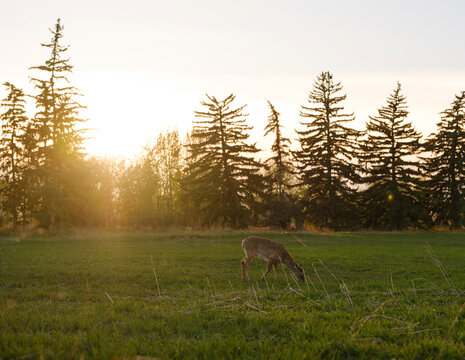 White-tailed deer during the golden hour in Calgary, Canada 