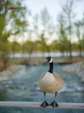 Canada Goose perching on the railing 