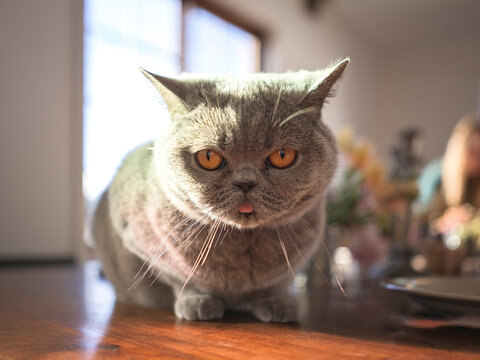 Grumpy looking Blue British Shorthair Cat