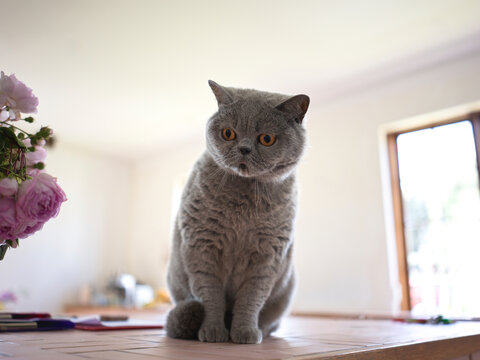 Blue British ShorthairCat in Home Setting