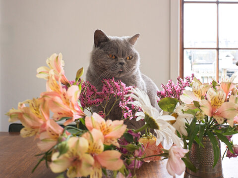 British Shorthair Cat Sits Among Flowers on a Table