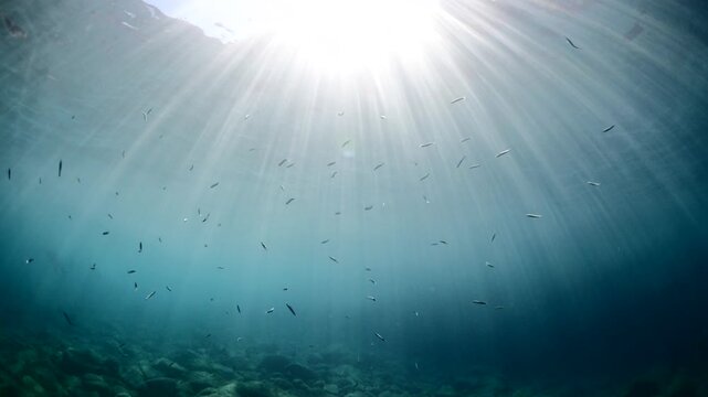 silverside fish school underwater close up fish bait slow ocean scenery  behaviour with sun beams and rays