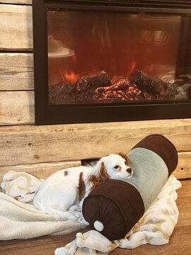 Cozy Dog Resting by Fireplace at Home