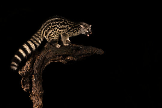 Common Genet At Night On Black Background  