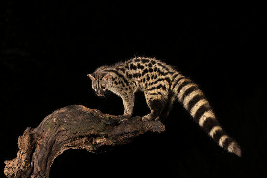 Common Genet Portrait At Night On Black Background  