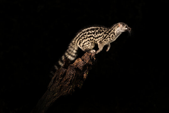 Genet Jumping From A Stump At Night  