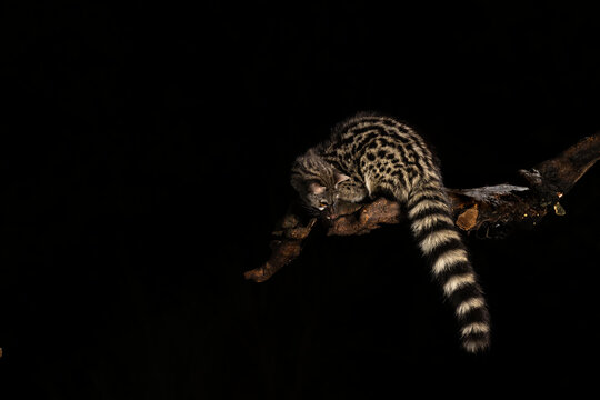 Genet On A Tree Branch At Night  
