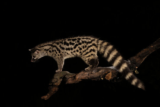 Side View Of A Common Genet At Night  