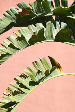 Green tropical Leaves Against A Pink Wall