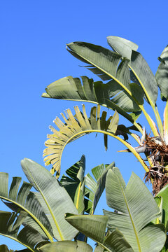 Large Green Tropical Leaves