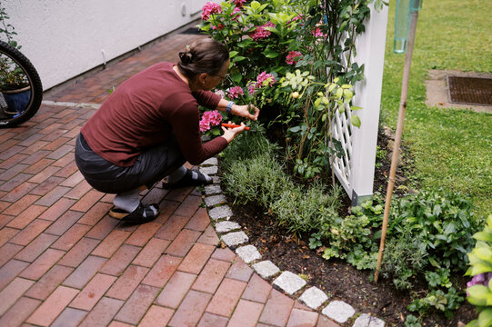 woman on patio trimming her lavender