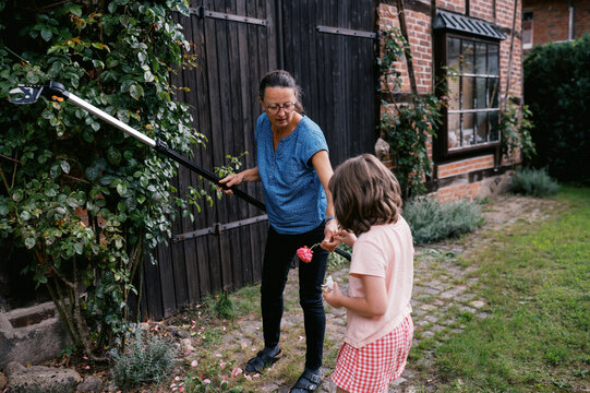 middle aged woman pruning tall climbing rose in germany