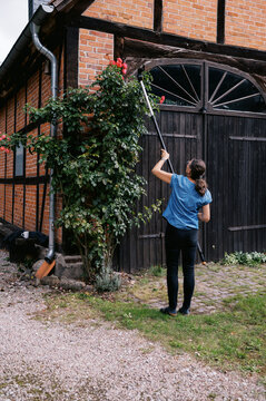 middle aged woman pruning tall climbing rose in germany