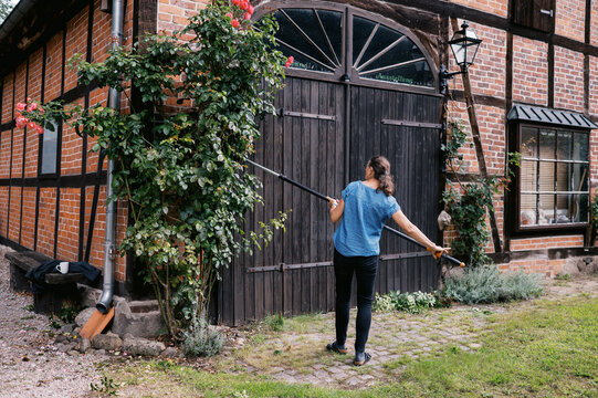 middle aged woman pruning tall climbing rose in germany
