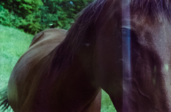Horse Close to the Camera With Green Background in Daylight