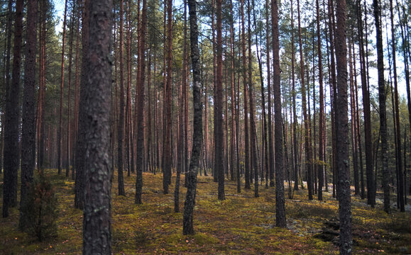 Calmness Tall Trees in Forest With Green Ground Cover