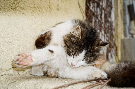 Cat Takes Care Itself in Outdoor Area Near a Wall