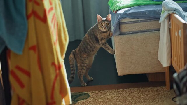 Active feline investigates fresh environment. Vibrant cat examines new interior setting. Curious and lively cat energetically explores new surroundings in cozy indoor scene during daylight