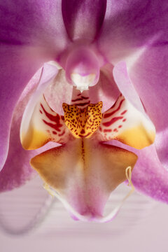 Orchid