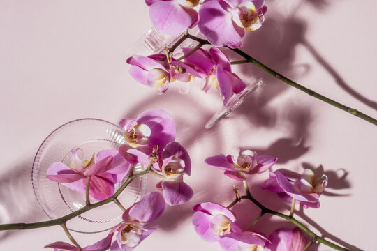 Orchid