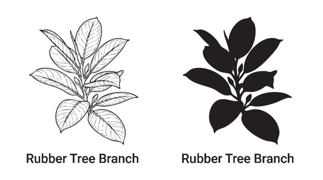 Rubber tree branch illustrations in line and silhouette cut out isolated illustration on transparent background layout