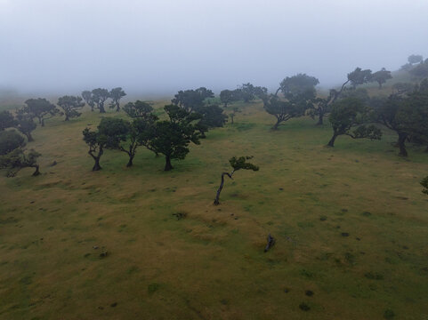 Aerial view of ancient laurel trees in Fanal Forest shrouded in thick fog on a grassy hillside in Seixal, Madeira, Portugal.
