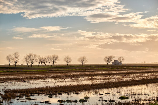 Winter sunset over rice fields in the Ebro Delta